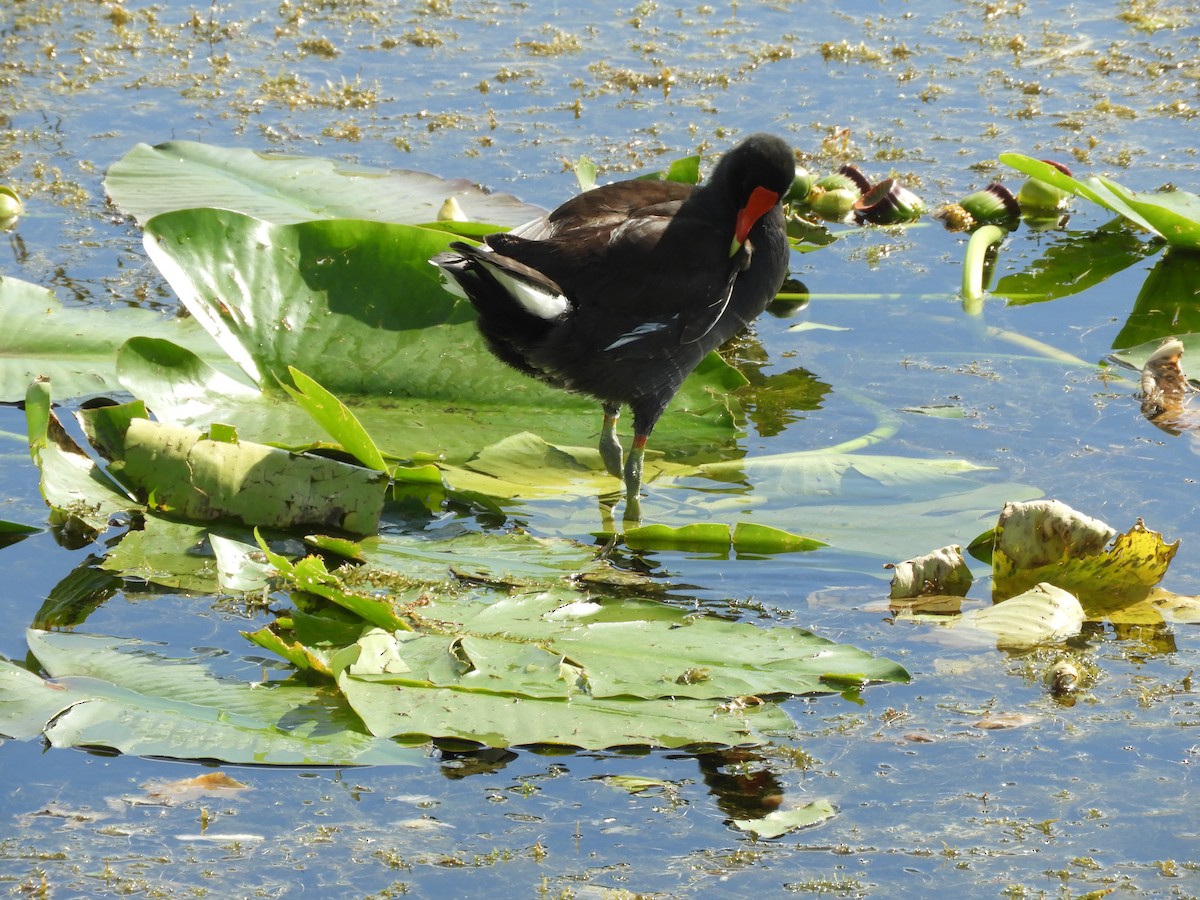 Gallinule d'Amérique - ML283242081