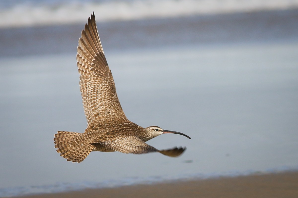 Whimbrel - Skip Russell