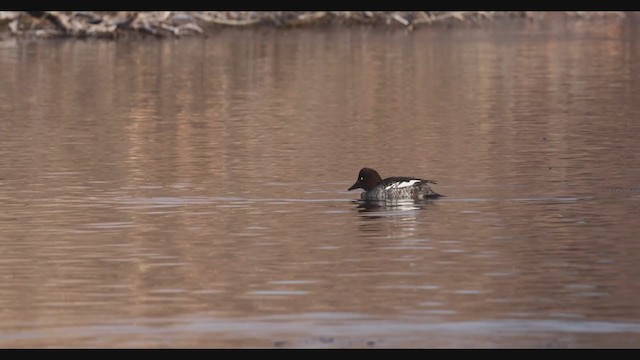 Common Goldeneye - ML283244061