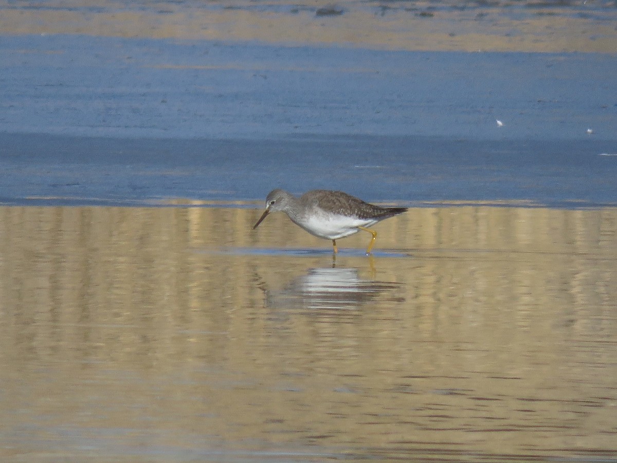 Lesser Yellowlegs - Bryant Olsen