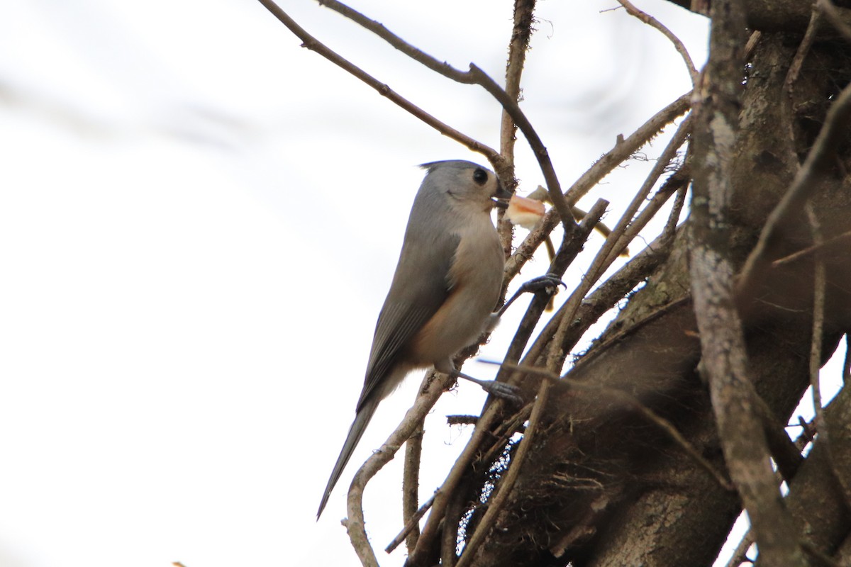 Tufted Titmouse - ML283244941