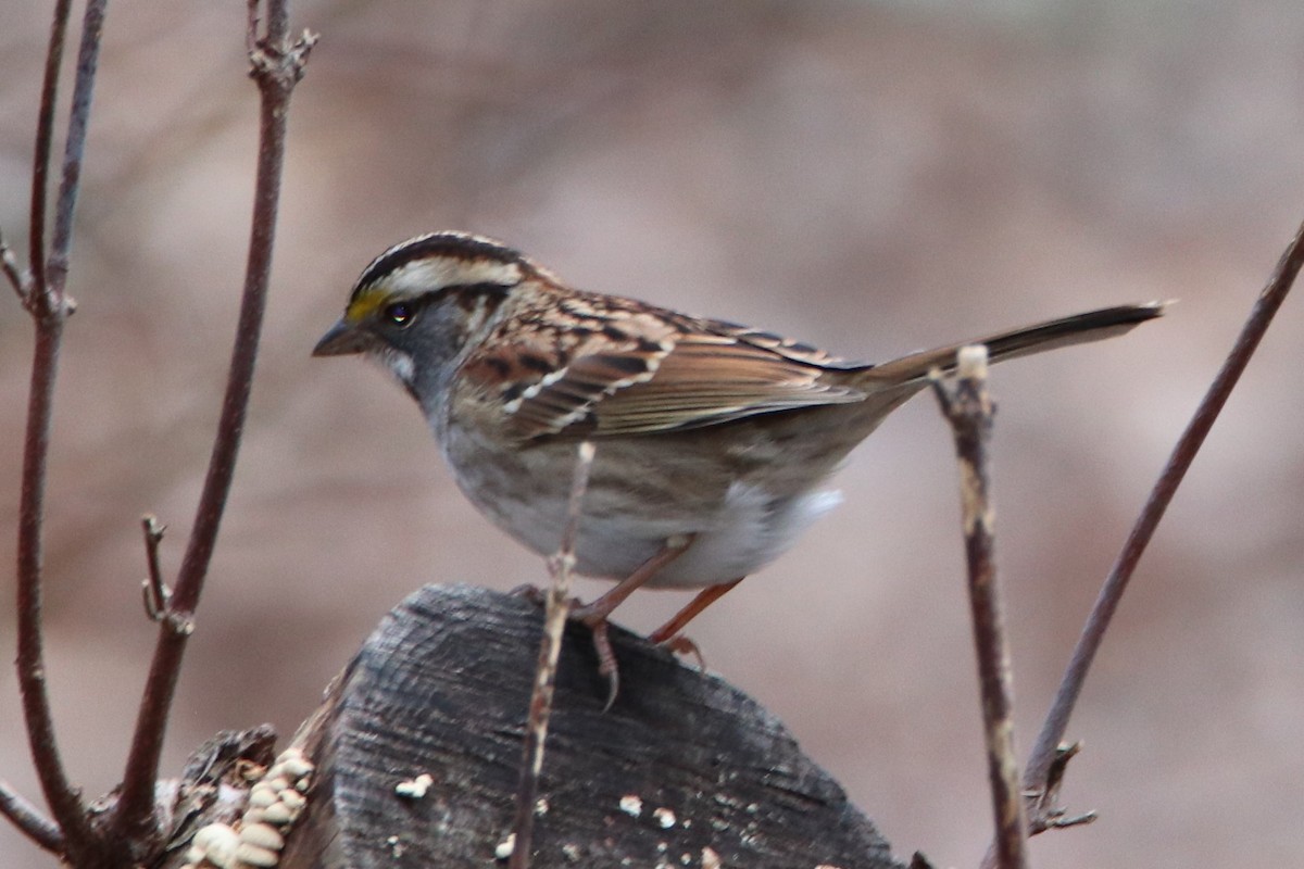 White-throated Sparrow - ML283244951
