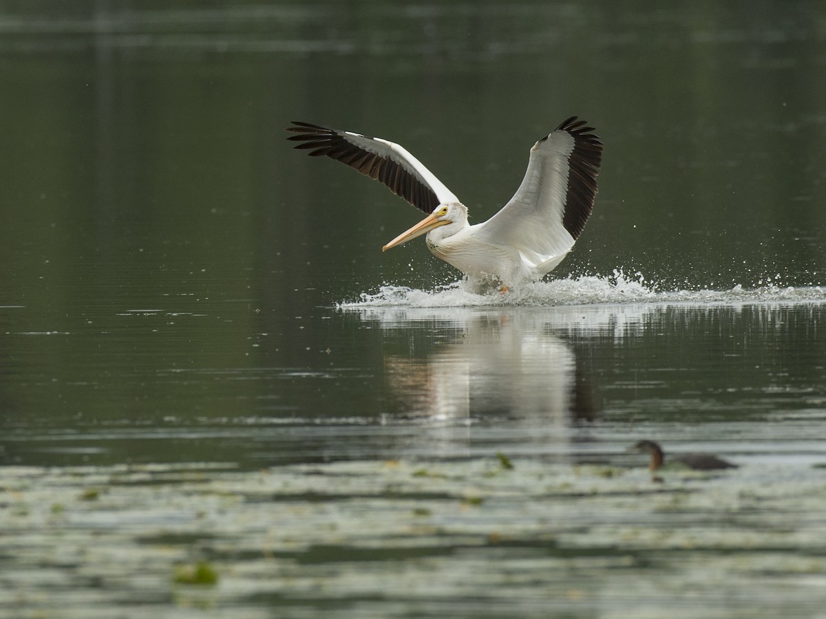 American White Pelican - ML283247751