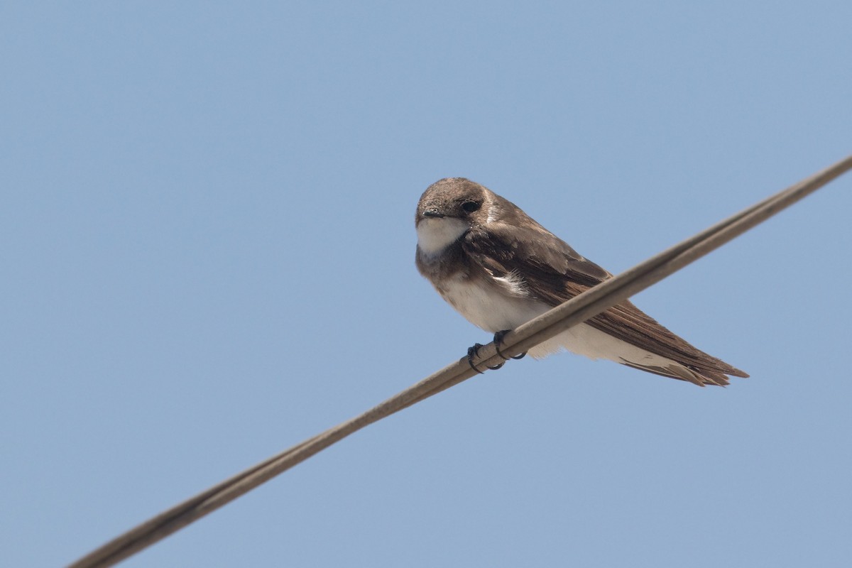 Bank Swallow - ML283249191