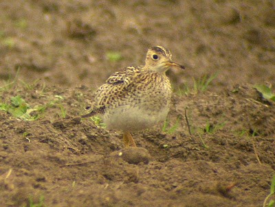 Upland Sandpiper - ML283249251