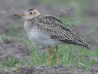 Upland Sandpiper - ML283249441