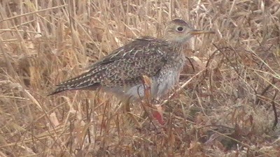 Upland Sandpiper - ML283249471