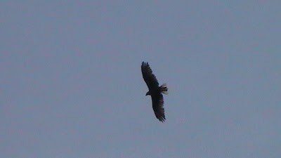 Black Kite - ML283251531