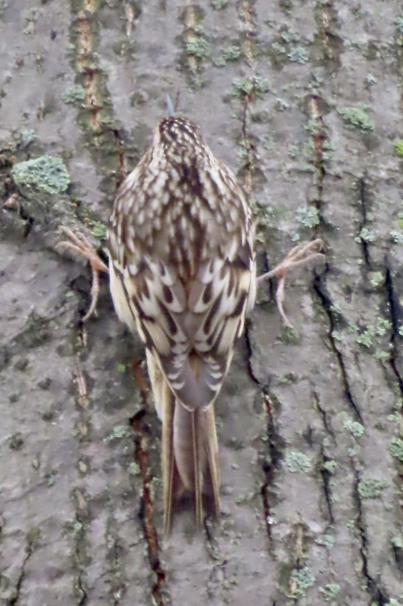 Brown Creeper - Martine Parent