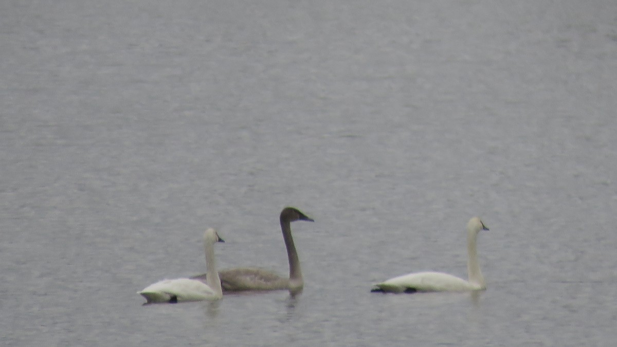 Trumpeter Swan - Rick Robinson