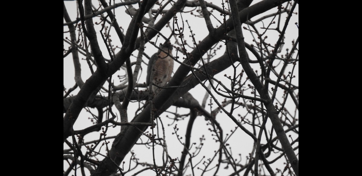Cooper's Hawk - ML283253101
