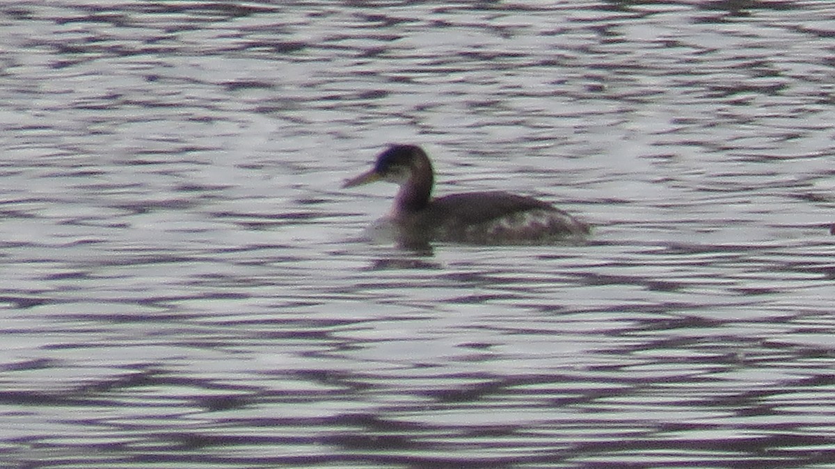 Red-necked Grebe - ML283253171