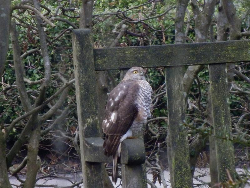 Eurasian Sparrowhawk - ML283254031