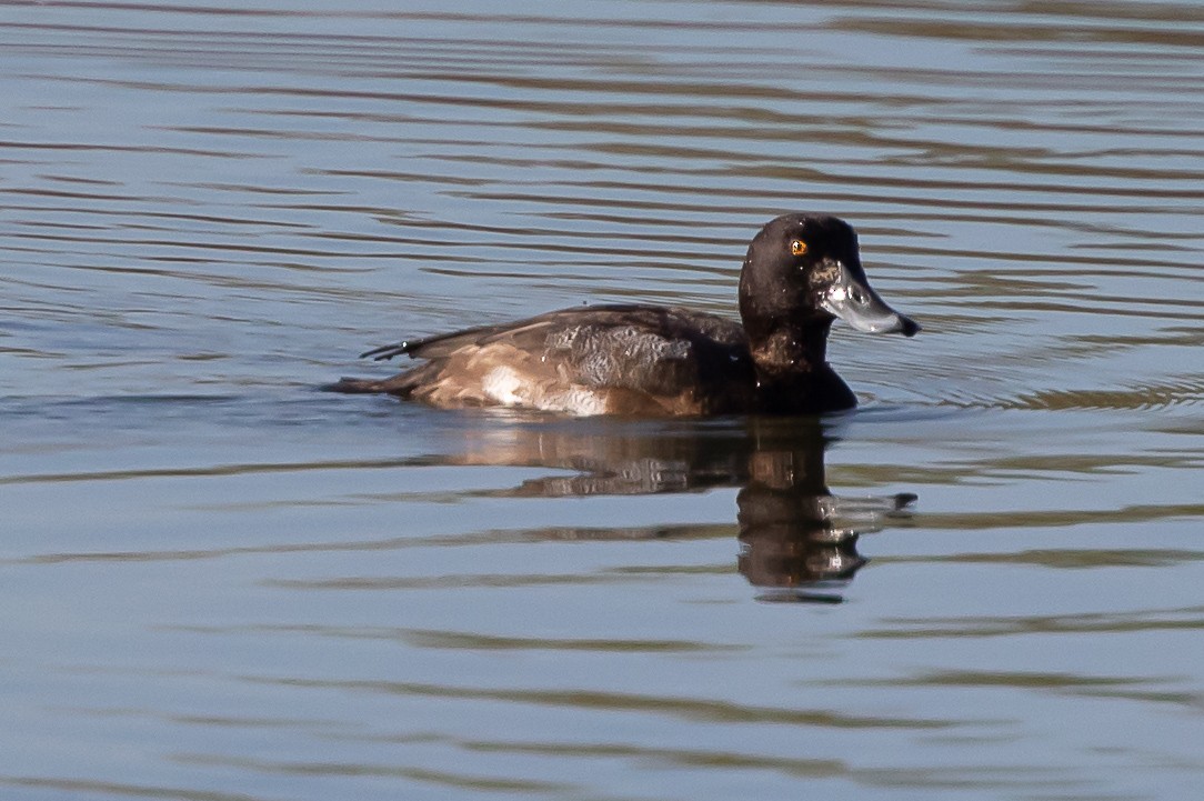 Greater Scaup - Sandy & Bob Sipe