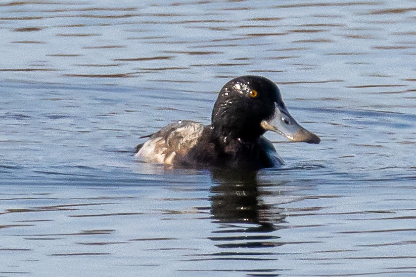 Greater Scaup - Sandy & Bob Sipe