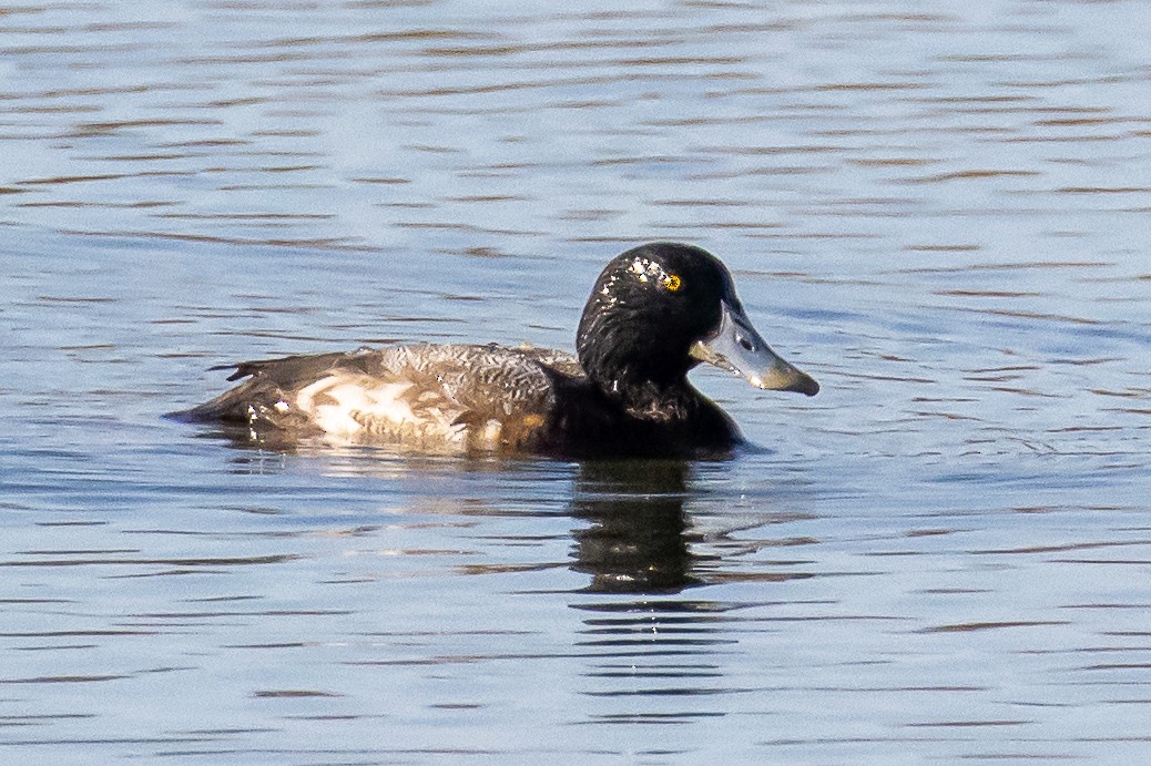 Greater Scaup - Sandy & Bob Sipe