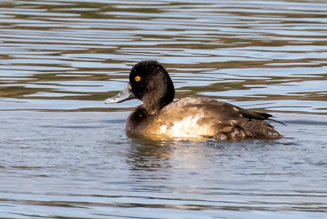 Greater Scaup - Sandy & Bob Sipe