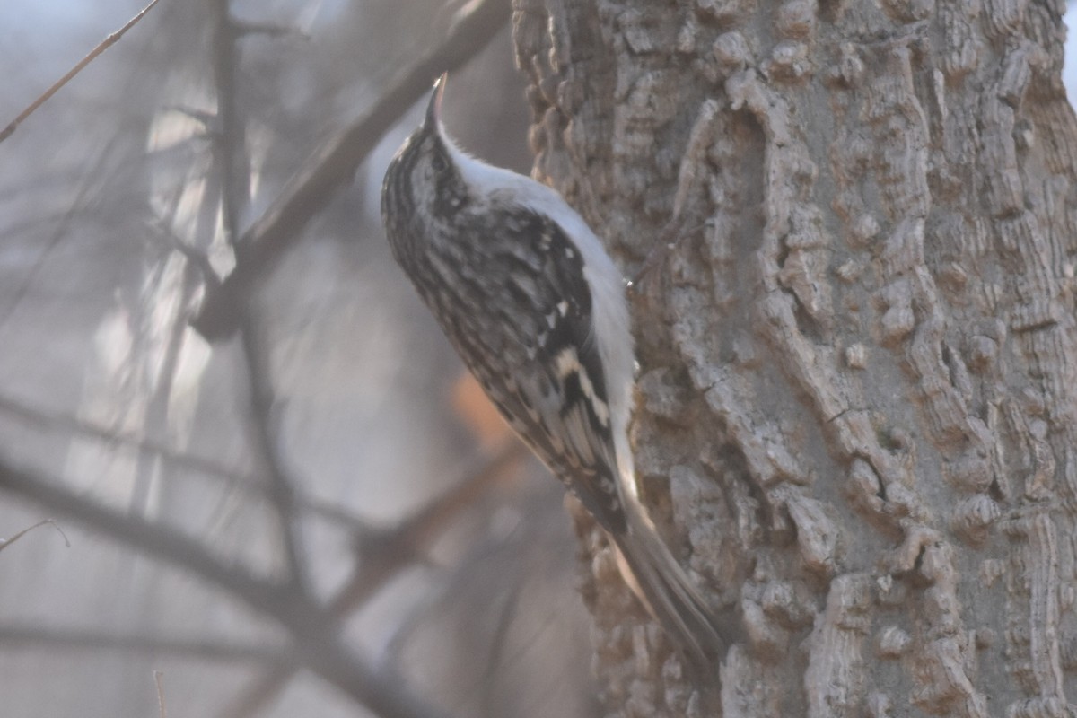 Brown Creeper - ML283258091