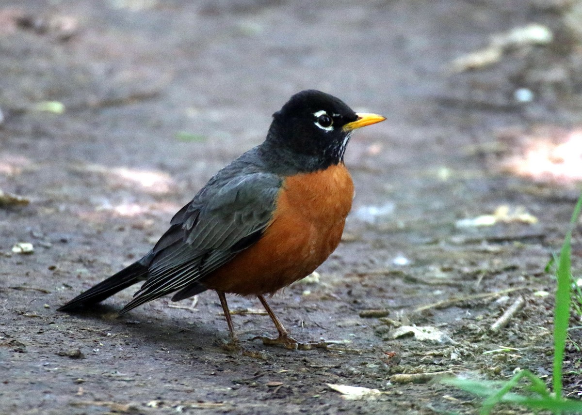 American Robin - ML28325811