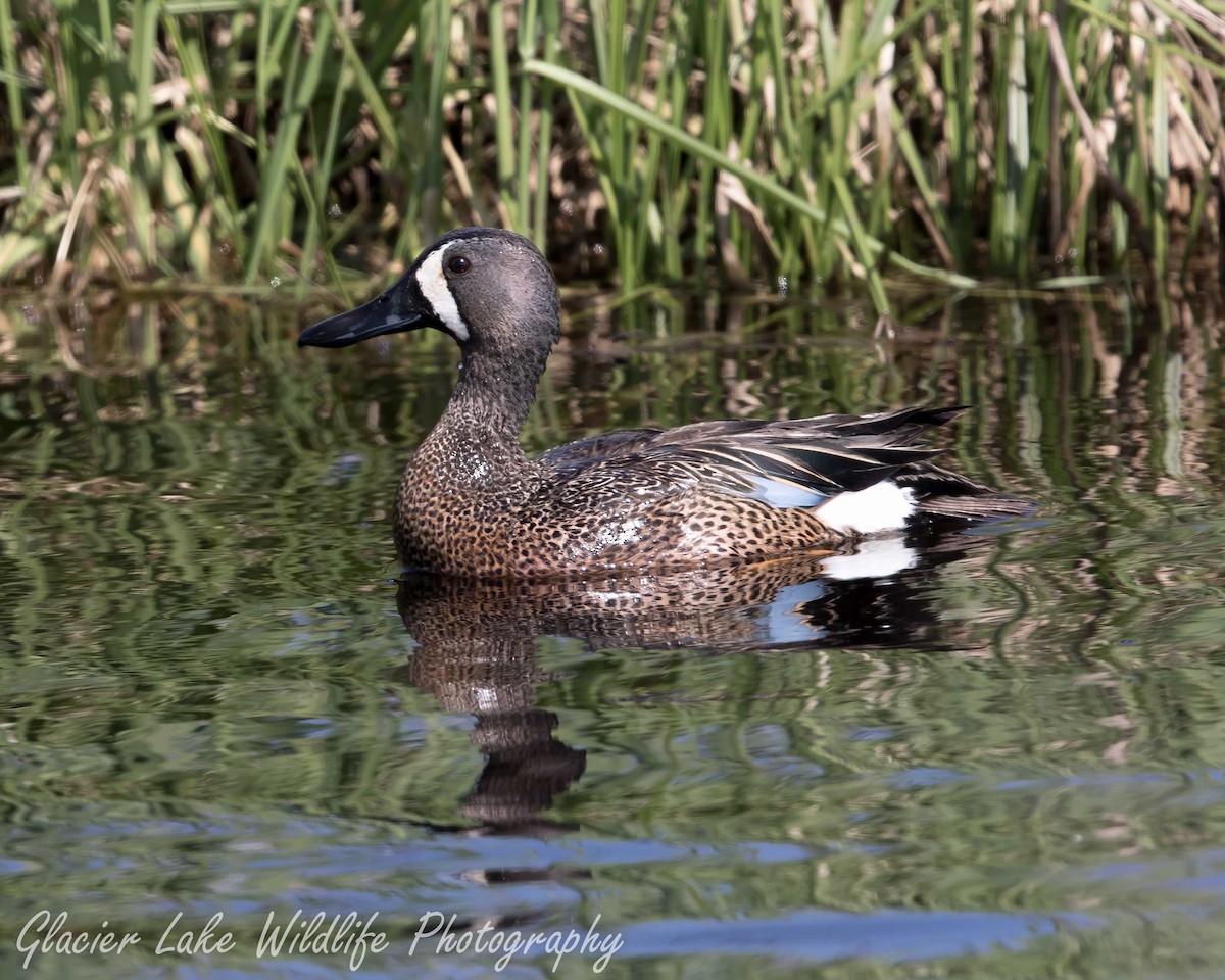 Blue-winged Teal - Mark and Sue Siekierski