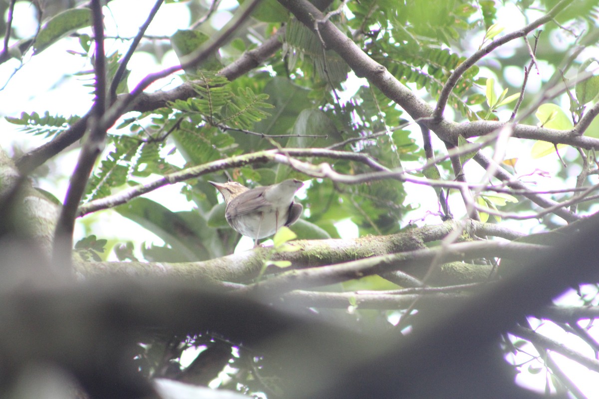 Swainson's Thrush - ML283260201