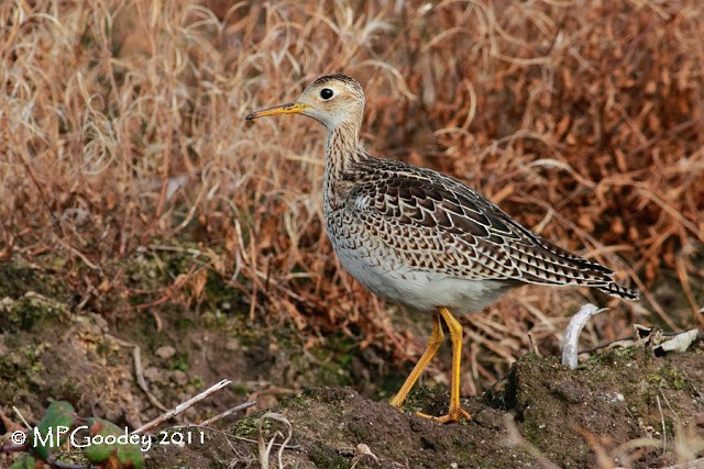 Upland Sandpiper - ML283260721