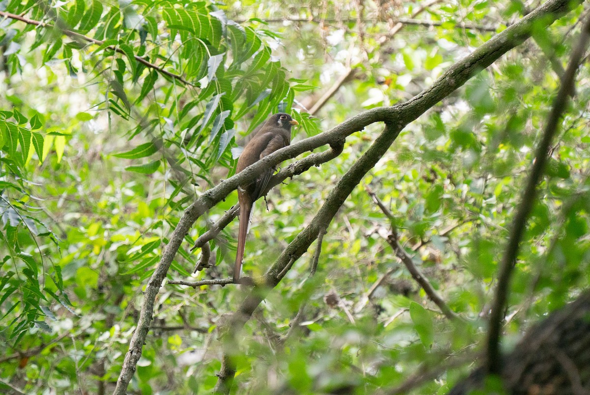 Coppery-tailed Trogon - ML283261181