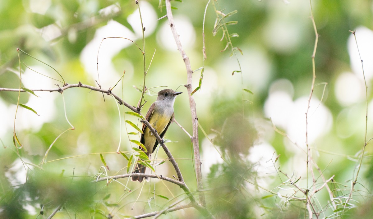 Dusky-capped Flycatcher - ML283261291