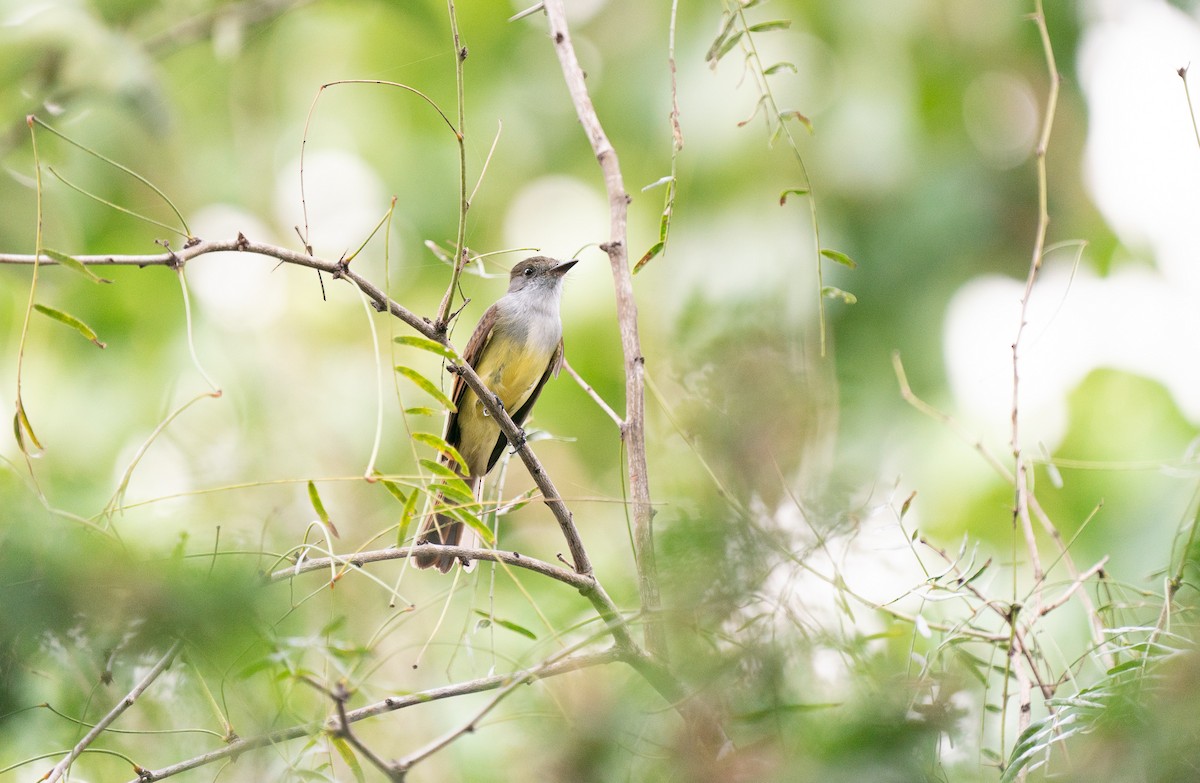 Dusky-capped Flycatcher - ML283261301
