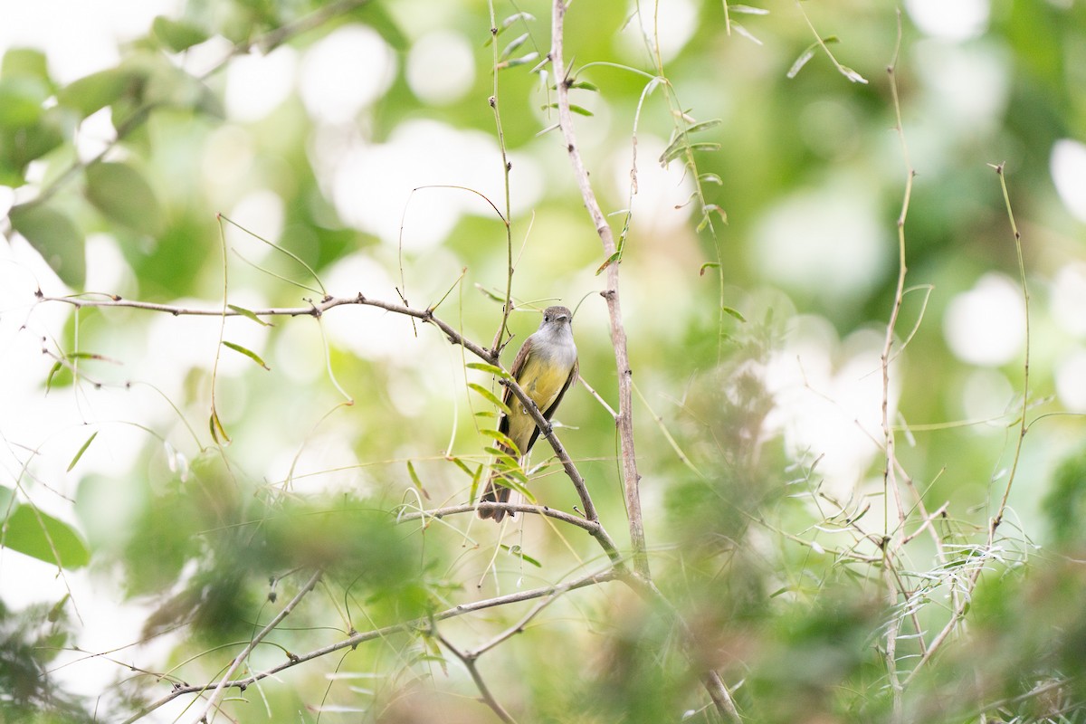 Dusky-capped Flycatcher - ML283261321