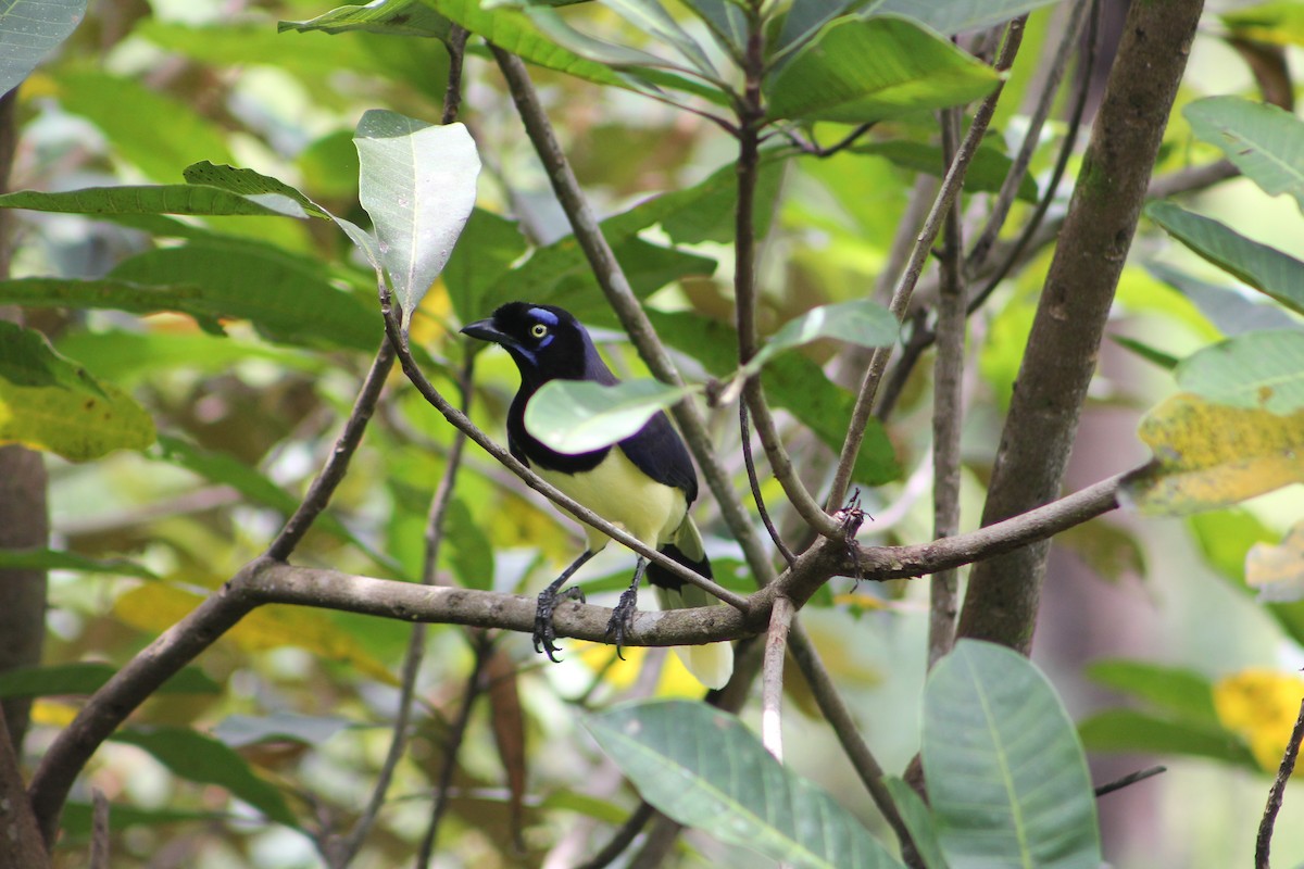 Black-chested Jay - Abel Rodríguez Camaño