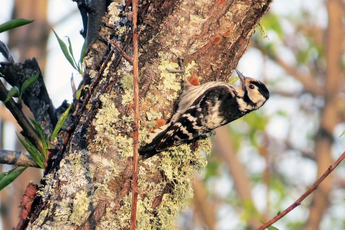 Lesser Spotted Woodpecker - Francisco Barroqueiro