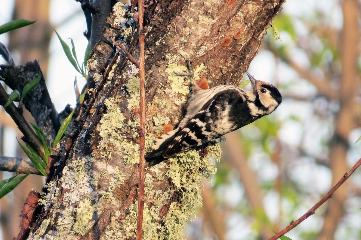 Lesser Spotted Woodpecker - ML283261351