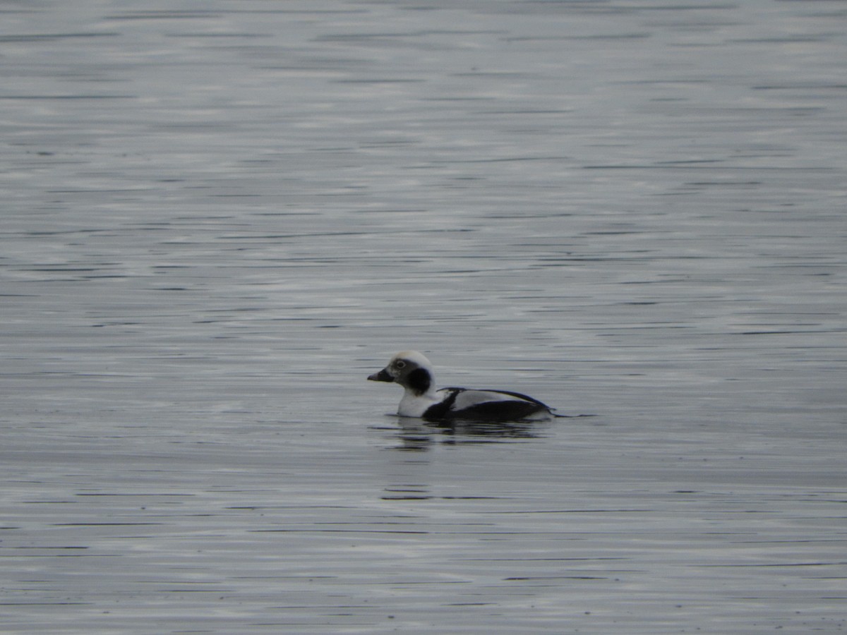 Long-tailed Duck - ML283261571