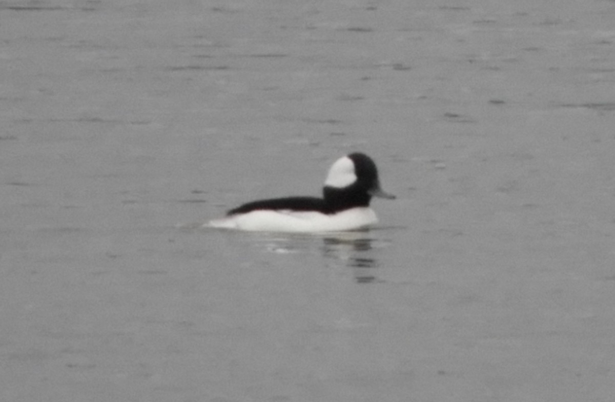 Bufflehead - ML283261711