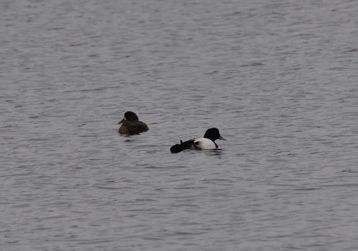 Greater Scaup - ML283262351