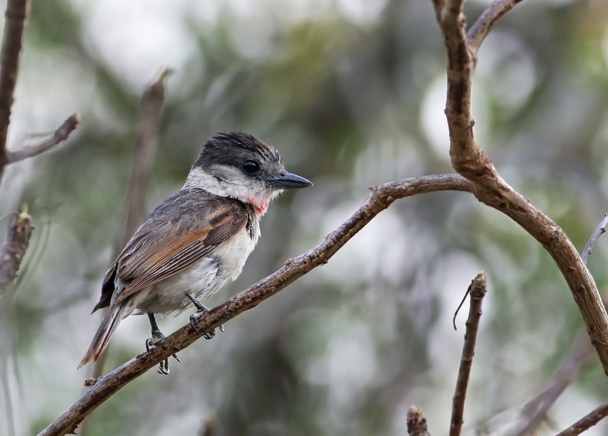 Rose-throated Becard - Andrew Spencer