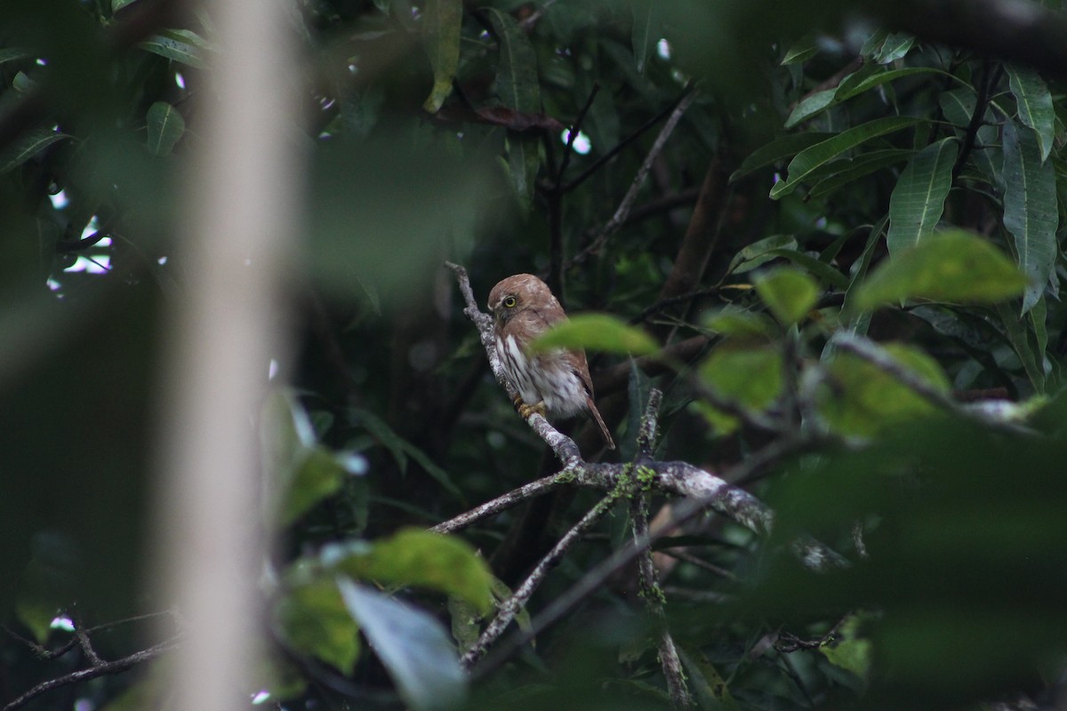 Ferruginous Pygmy-Owl - ML283272571