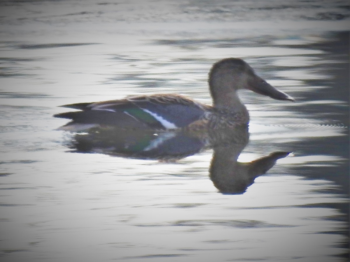 Northern Shoveler - ML283273051