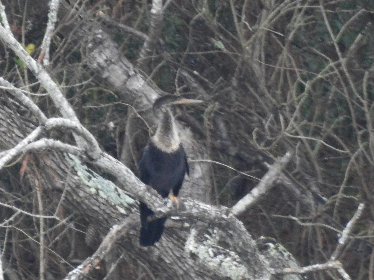 Amerika-Schlangenhalsvogel - ML283273231