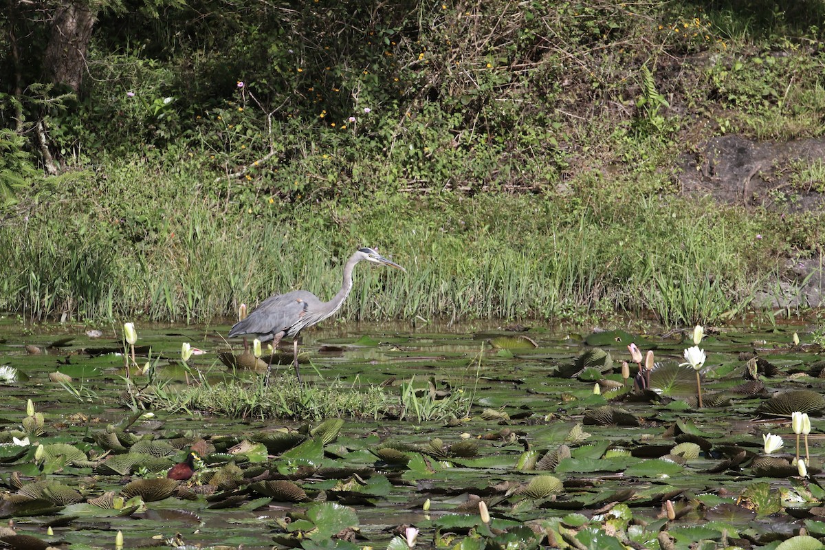 Great Blue Heron - John van Dort