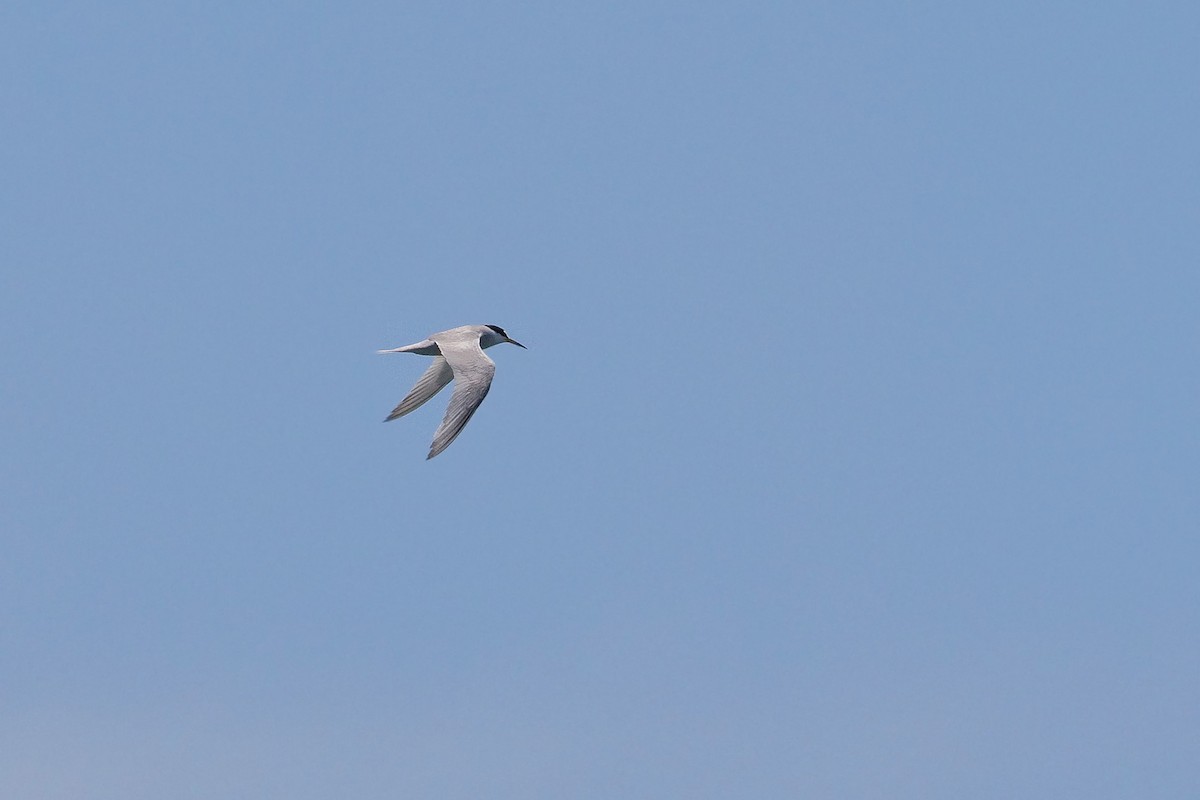 Peruvian Tern - ML283275671