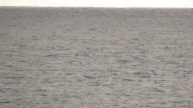 鳥類 - ML283276131