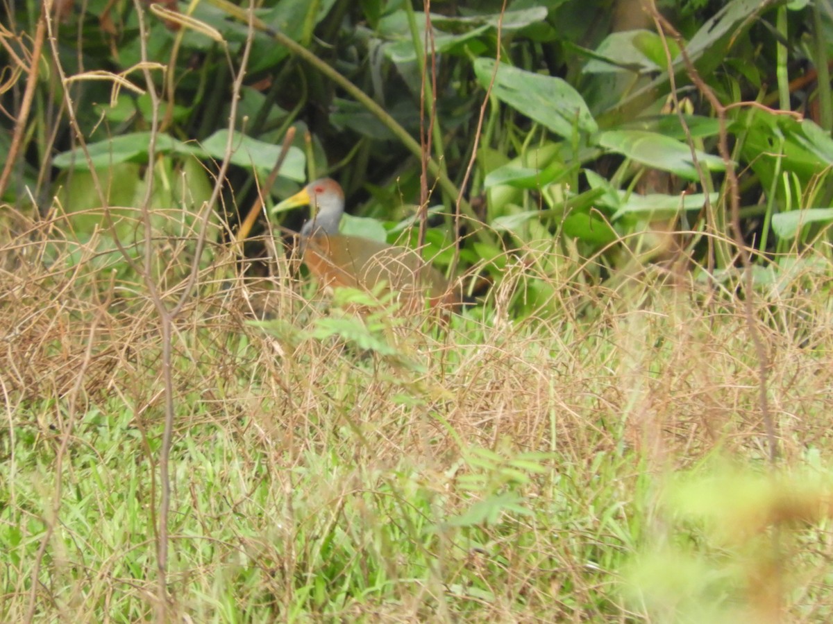 Russet-naped Wood-Rail - ML283276251