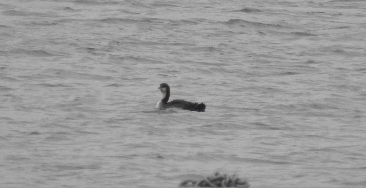 Pacific Loon - ML283277031