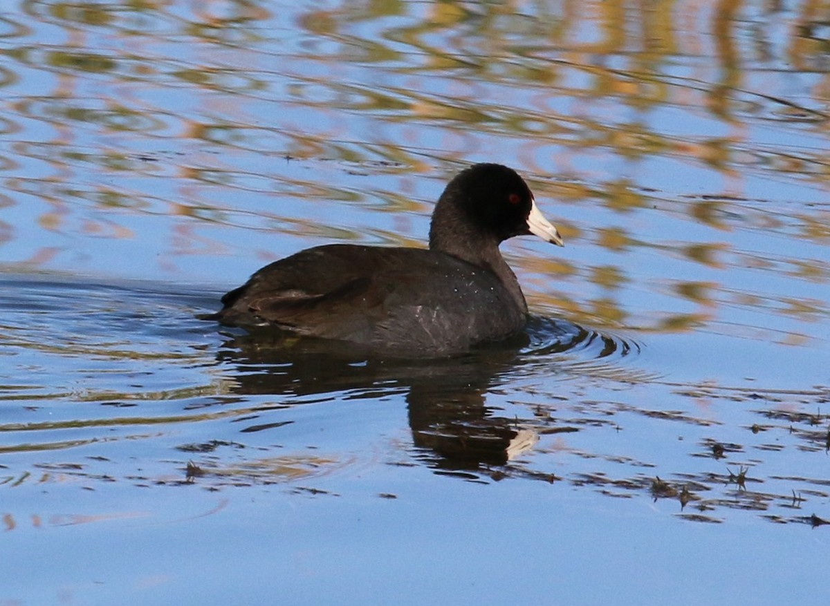 American Coot - ML283278211