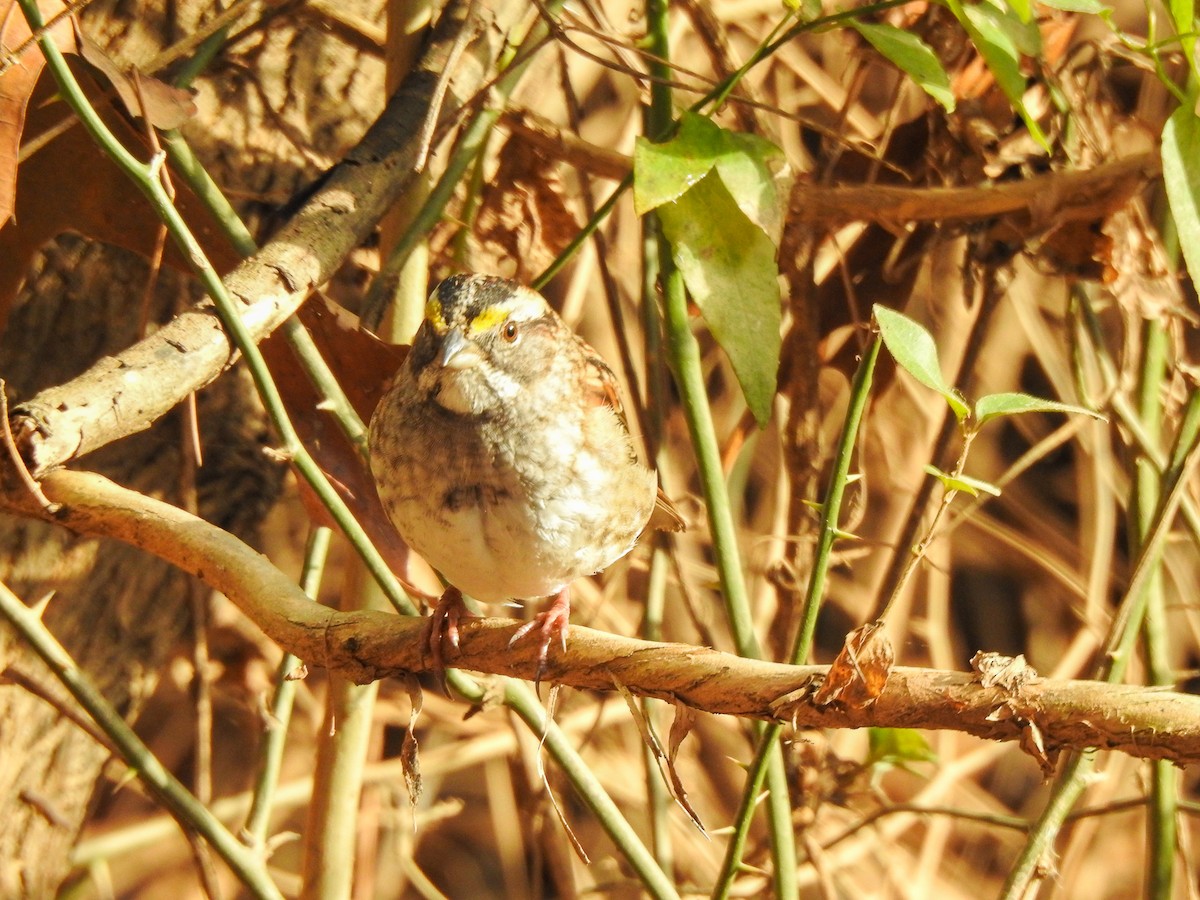 White-throated Sparrow - ML283278551