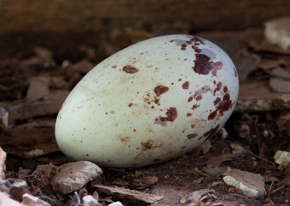 Black Vulture - Janis Stone