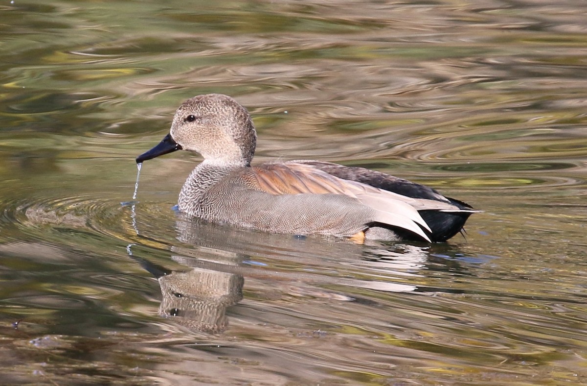 Gadwall - Lindsey Mitchell