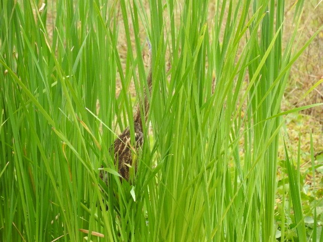 American Bittern - ML283279411